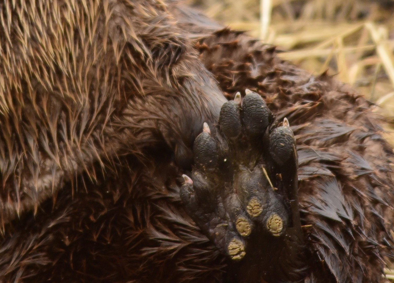カナダカワウソの黒肉球と水かきの足裏