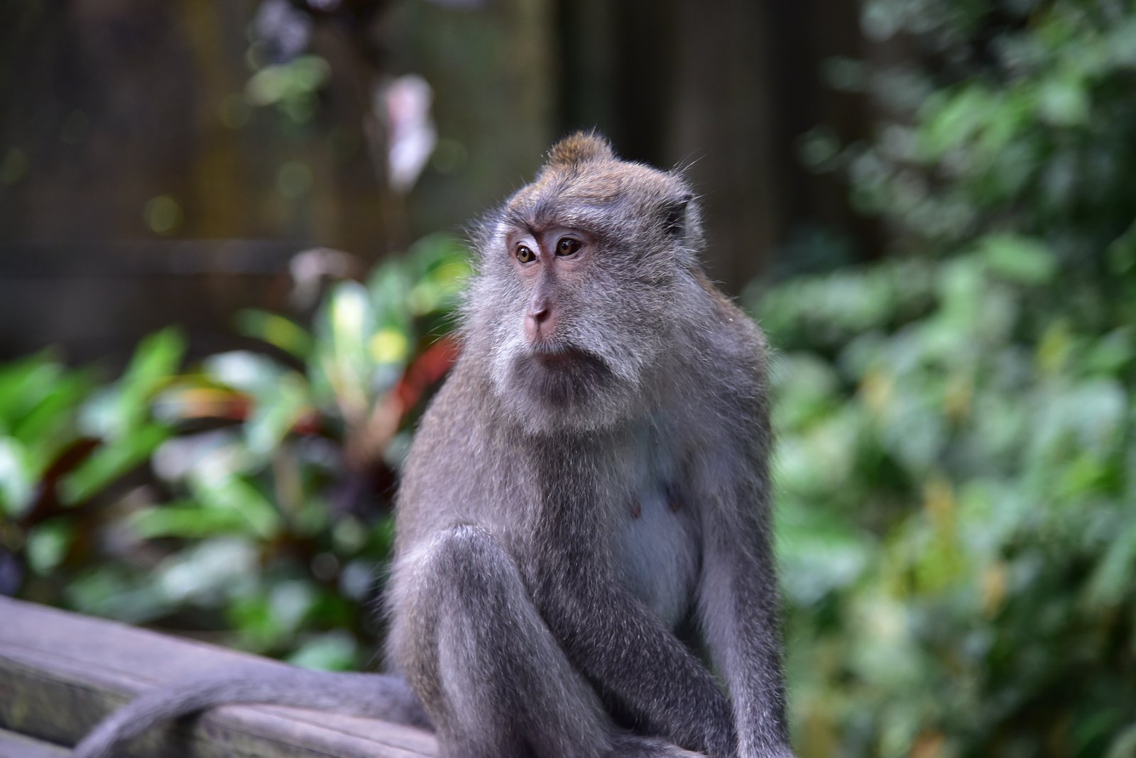 石段に座る灰色のカニクイザルの全身