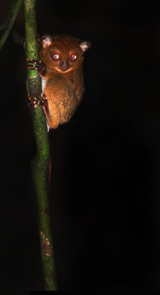 夜の枝に掴まる大目のニシメガネザルの全身