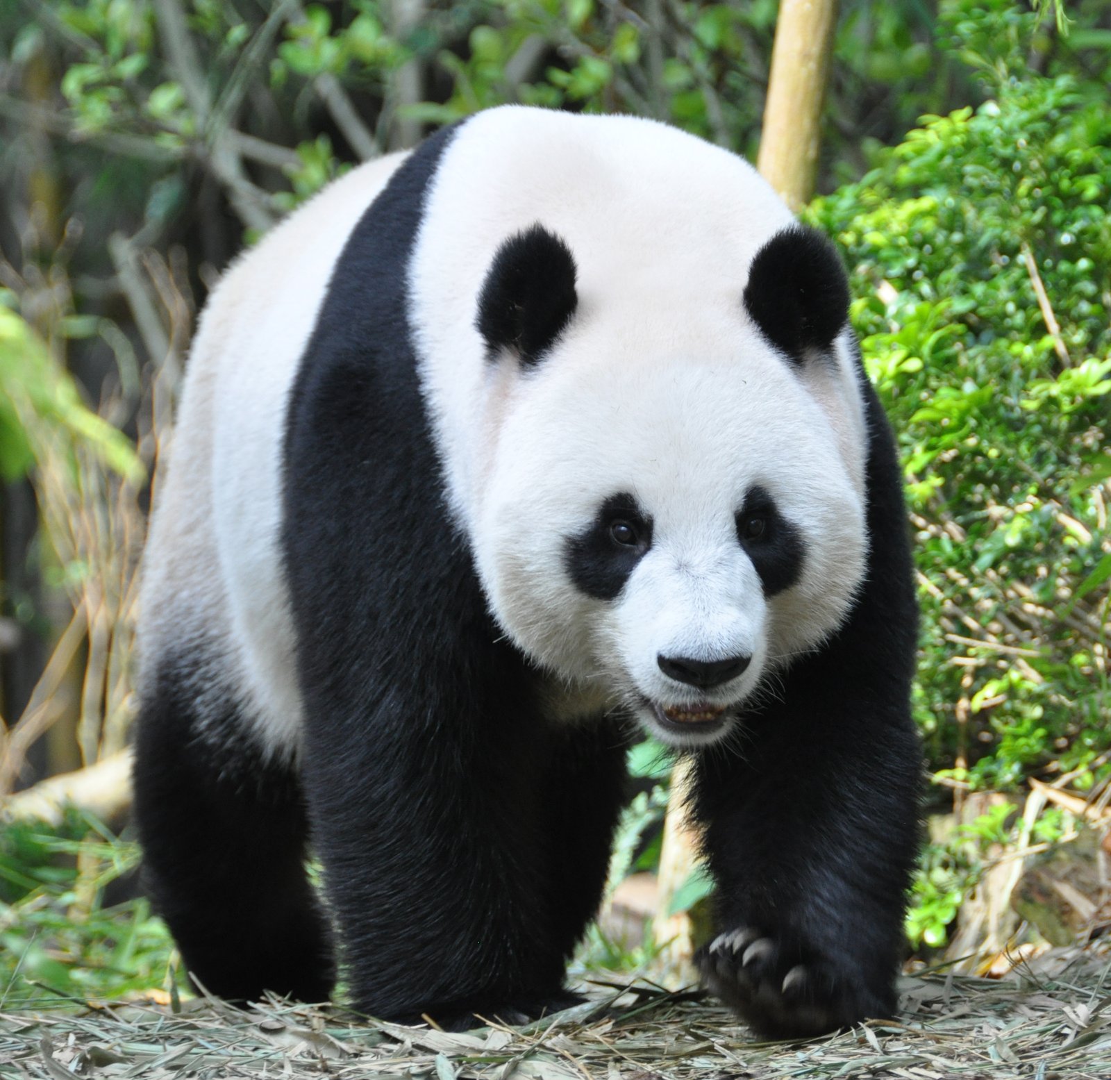 竹林を歩くジャイアントパンダ