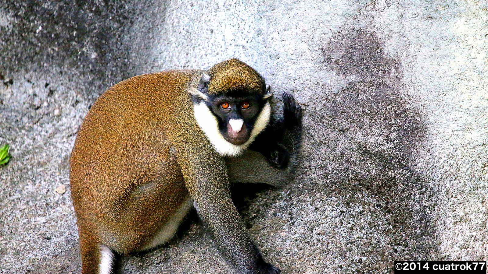 ショウハナジログエノン