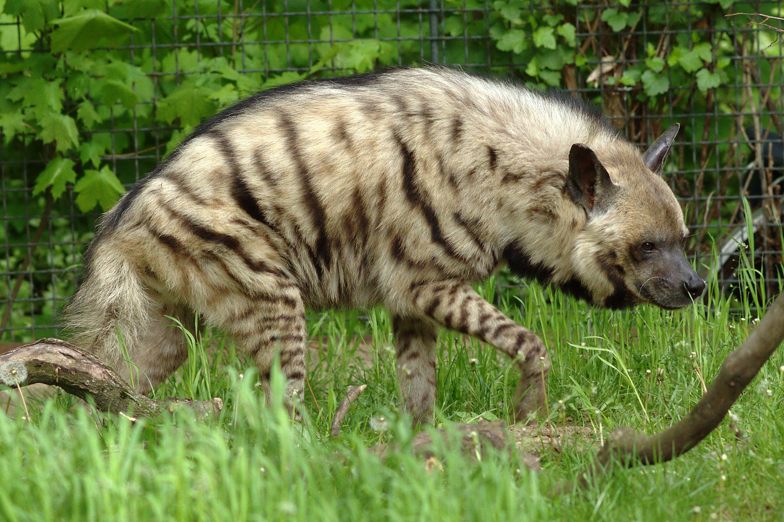 草地を歩く縞模様のシマハイエナの側面