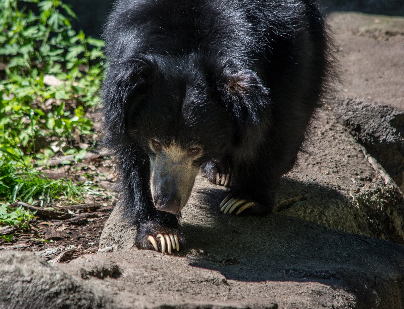 岩で長爪を見せるナマケグマの顔と前足