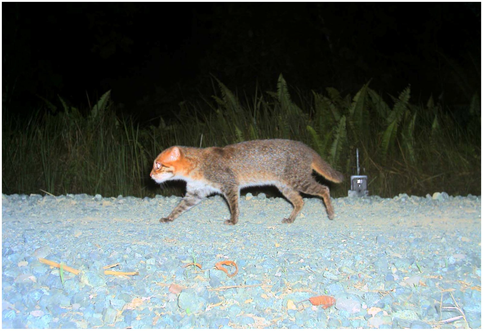 夜の砂利道を歩くマレーヤマネコ