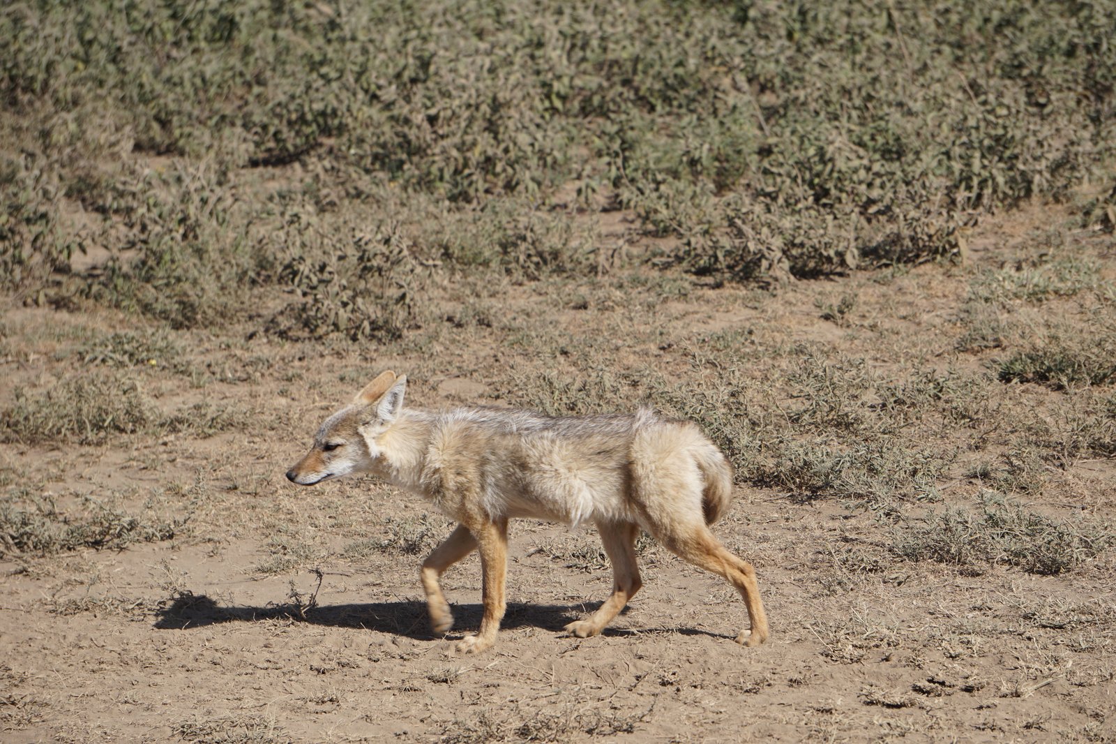 乾燥地を歩くアフリカオオカミの側面