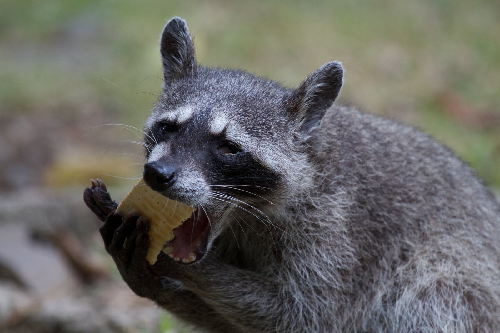両手で食べ物をかじるカニクイアライグマ