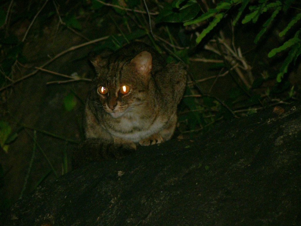 暗夜で目が光る斑紋のサビイロネコの正面