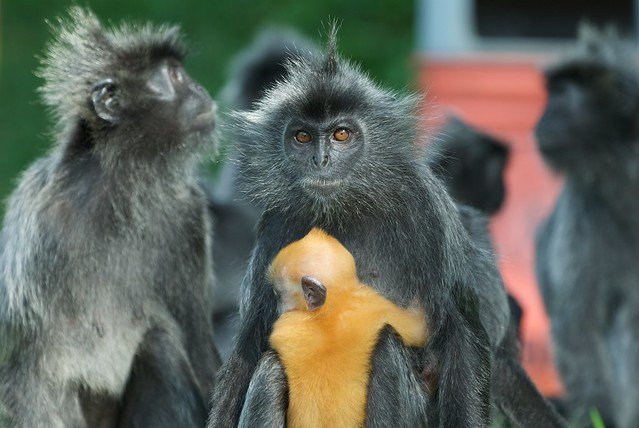 群れの中で黄色い幼獣を抱くシルバールトンの母