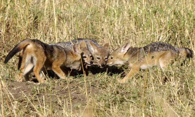草地で鼻先を寄せ合うセグロジャッカル3頭