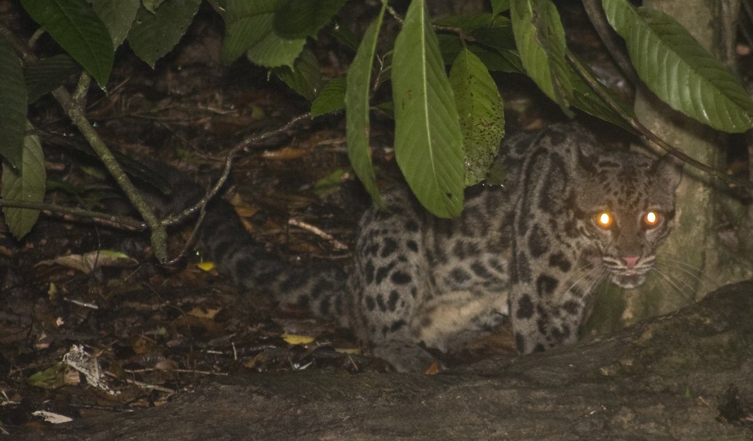 夜の森で目を光らせる野生のウンピョウ