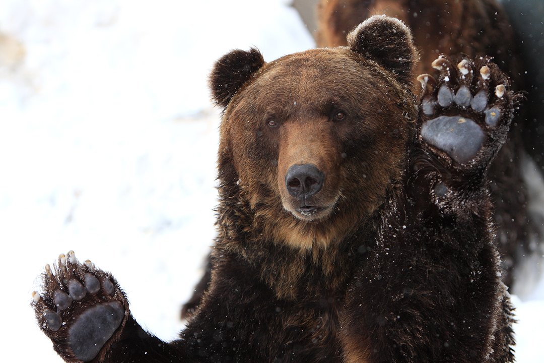 雪原で立ち上がり手を挙げるヒグマの正面