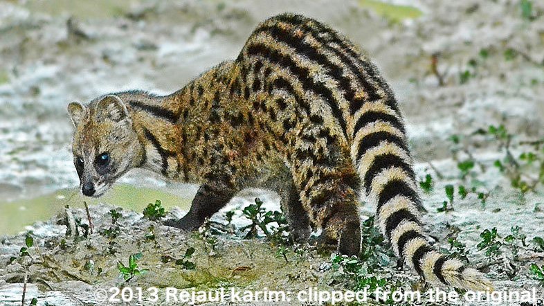 泥地を歩く縞尾と斑紋のコジャコウネコ