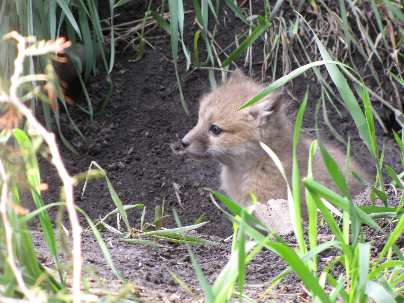 草原で並んで座る3頭のスウィフトギツネ