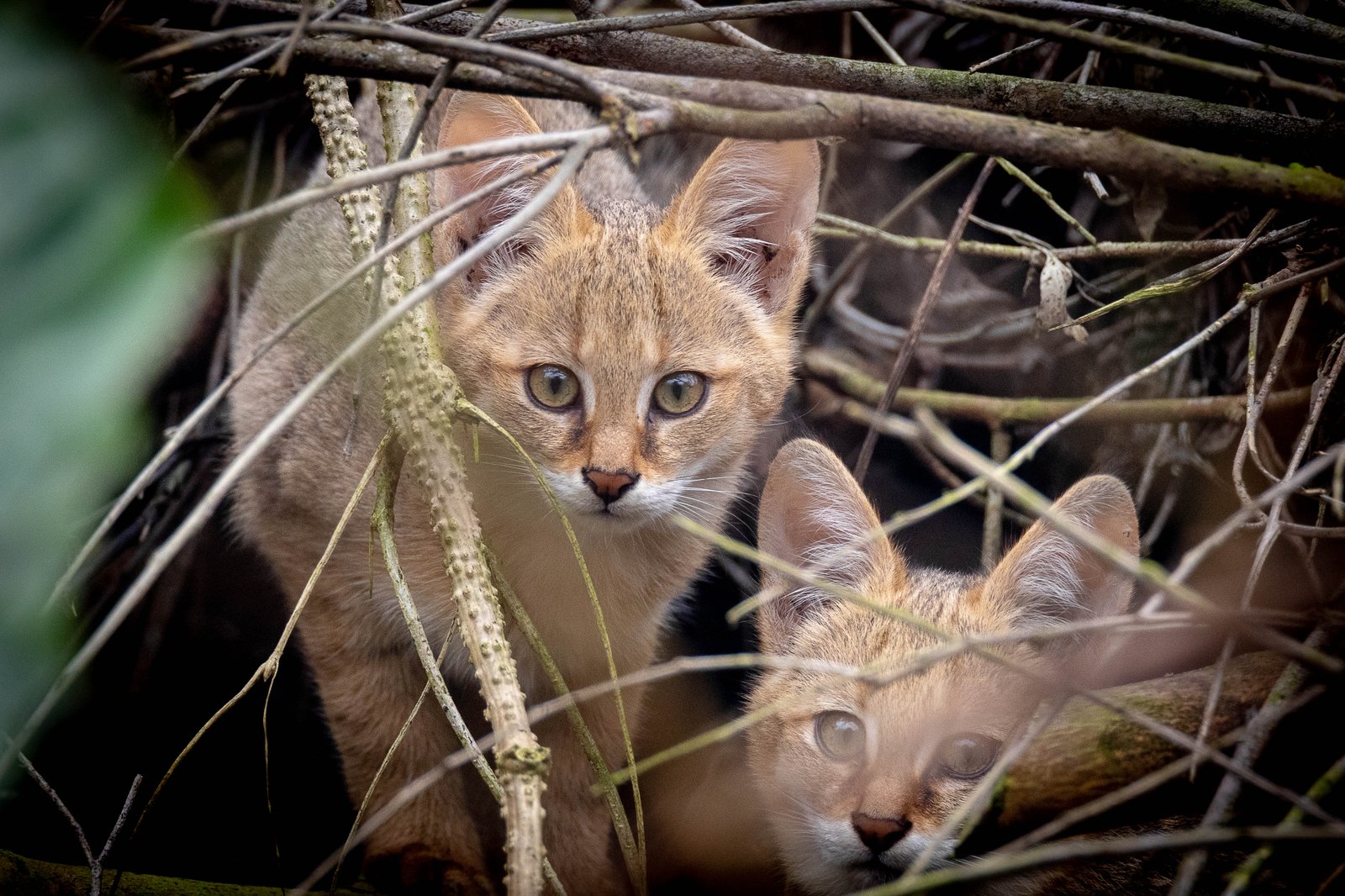 枝の中から覗くジャングルキャットの2頭の幼獣
