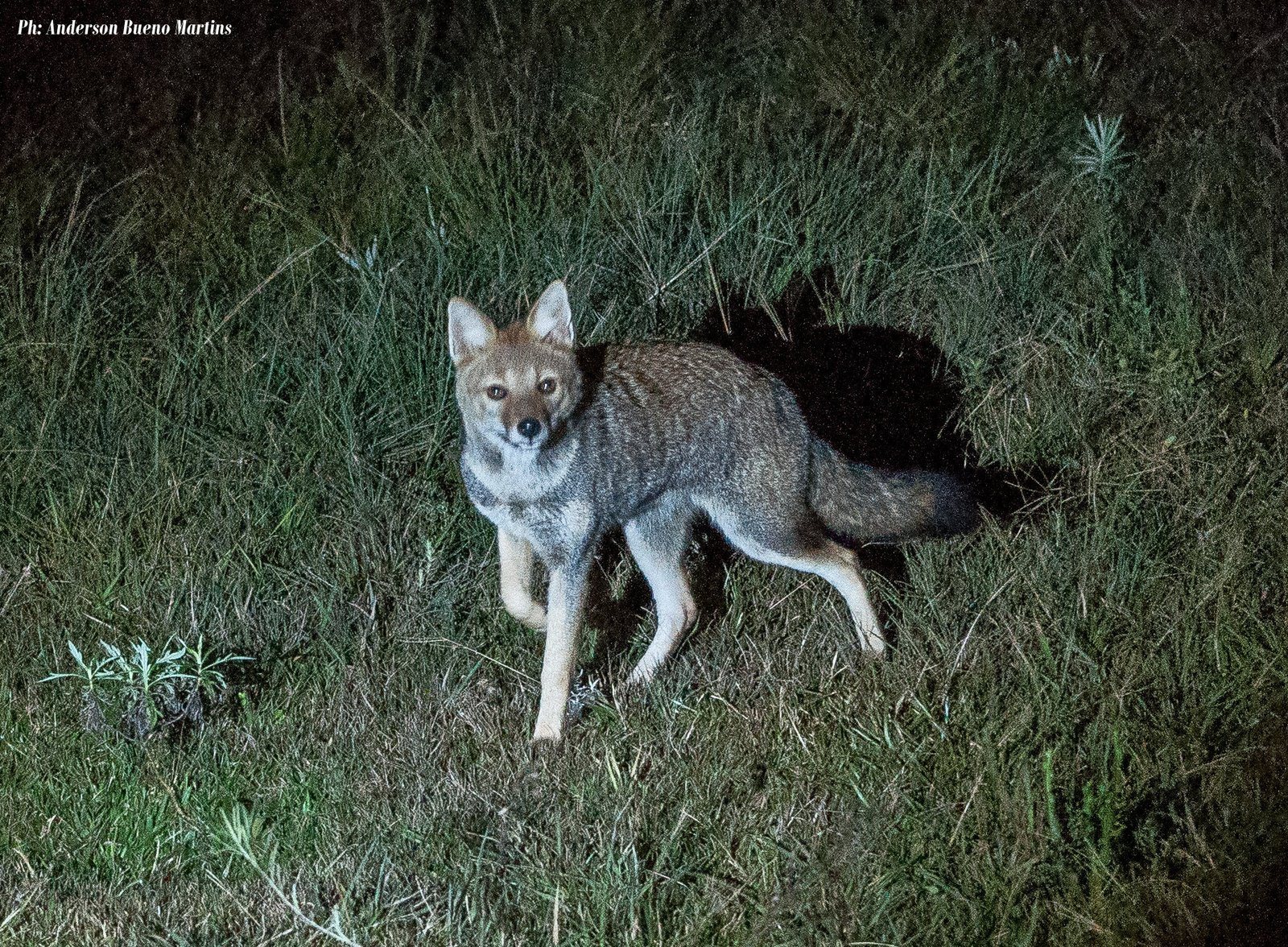 夜の草地でこちらを見るスジオイヌ