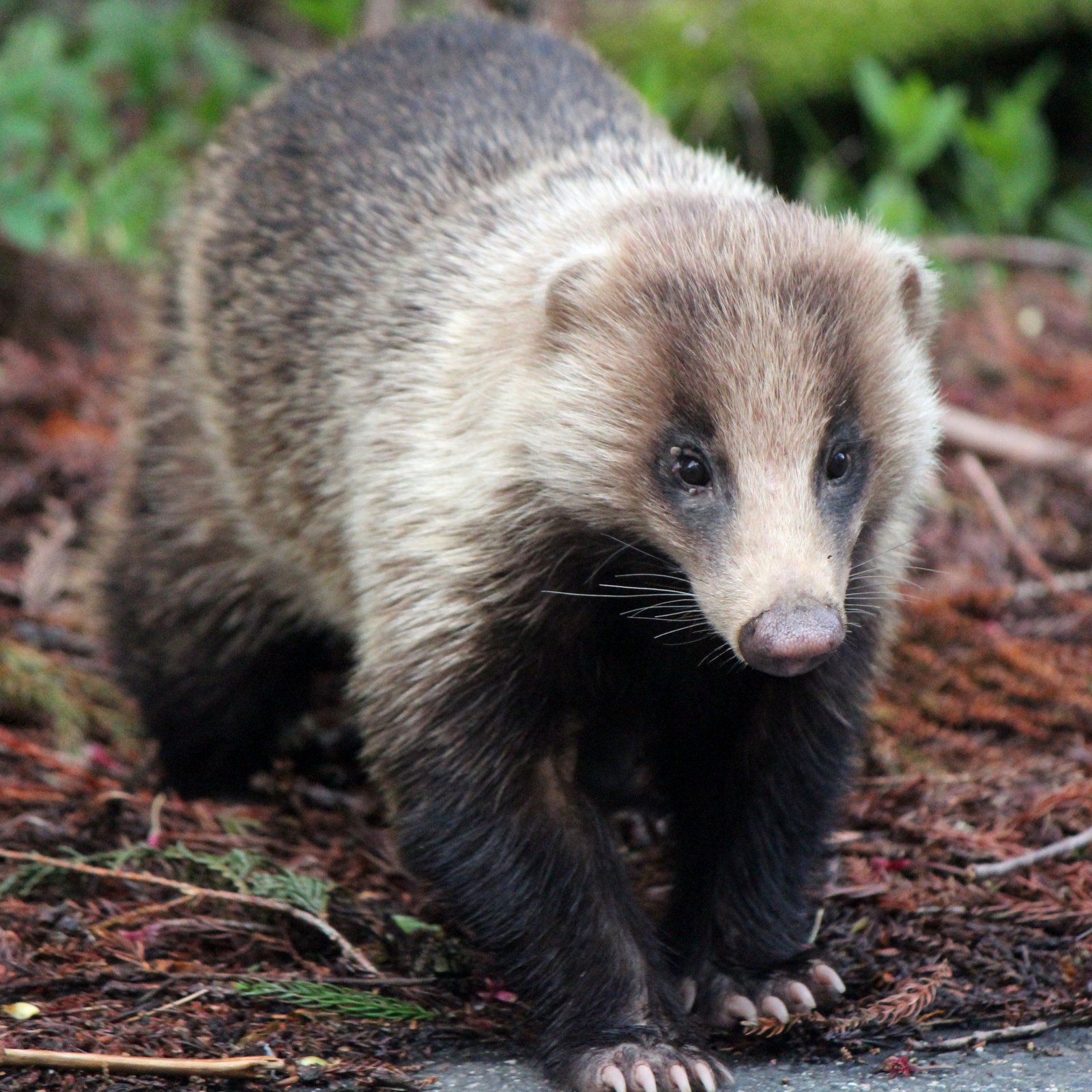 落葉林を歩く白縞顔のニホンアナグマの正面