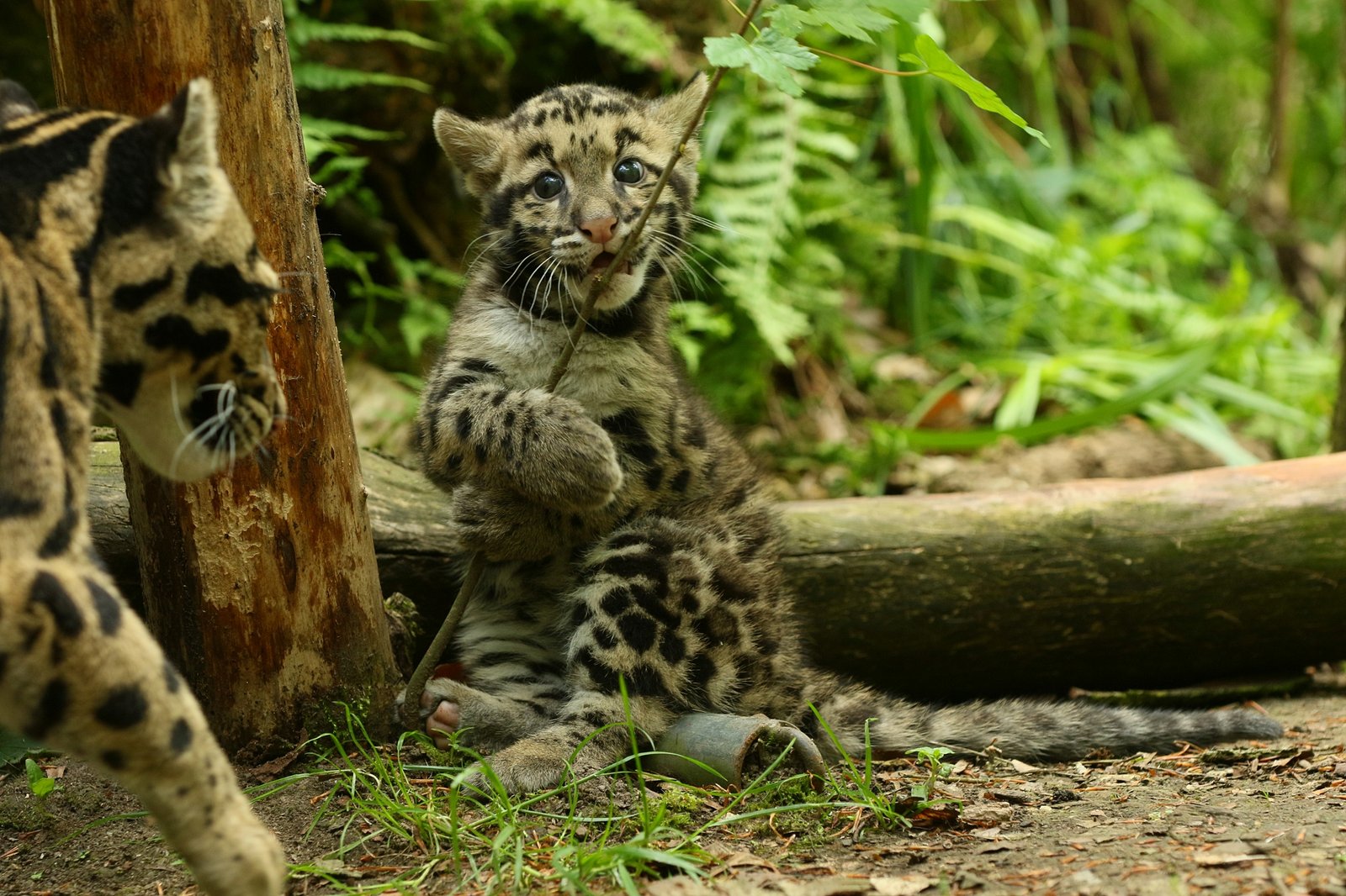 枝で遊ぶウンピョウの幼獣