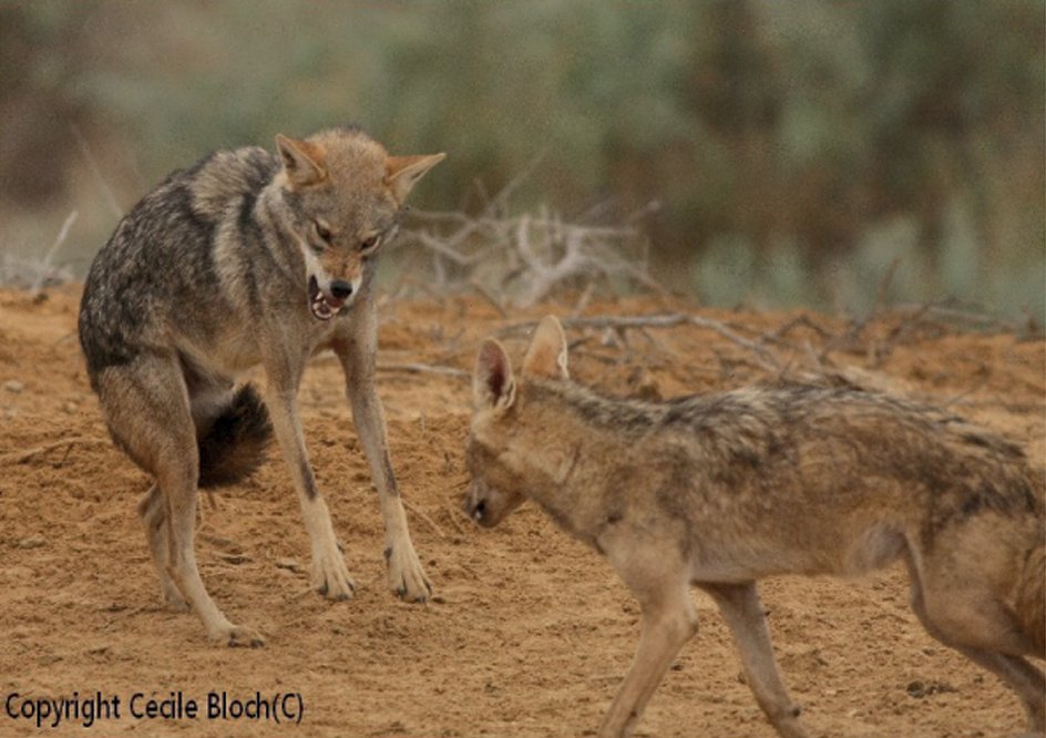 牙をむき威嚇するアフリカオオカミ2頭