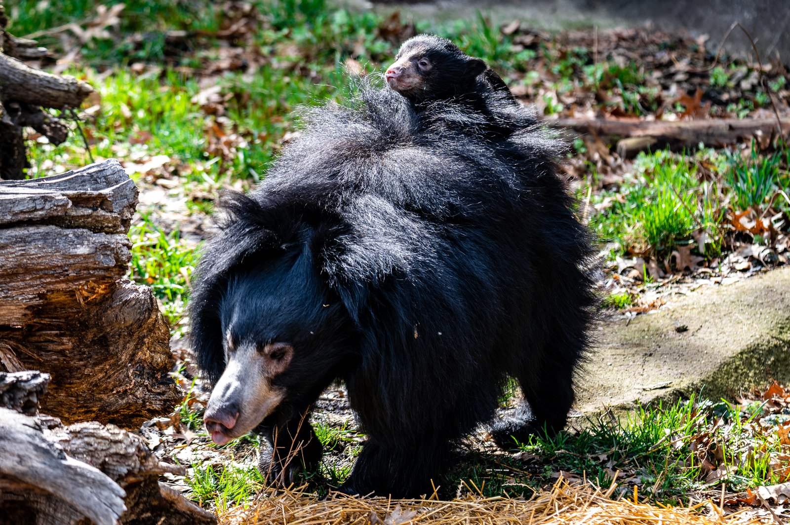 歩く母の背に乗る黒毛のナマケグマ仔