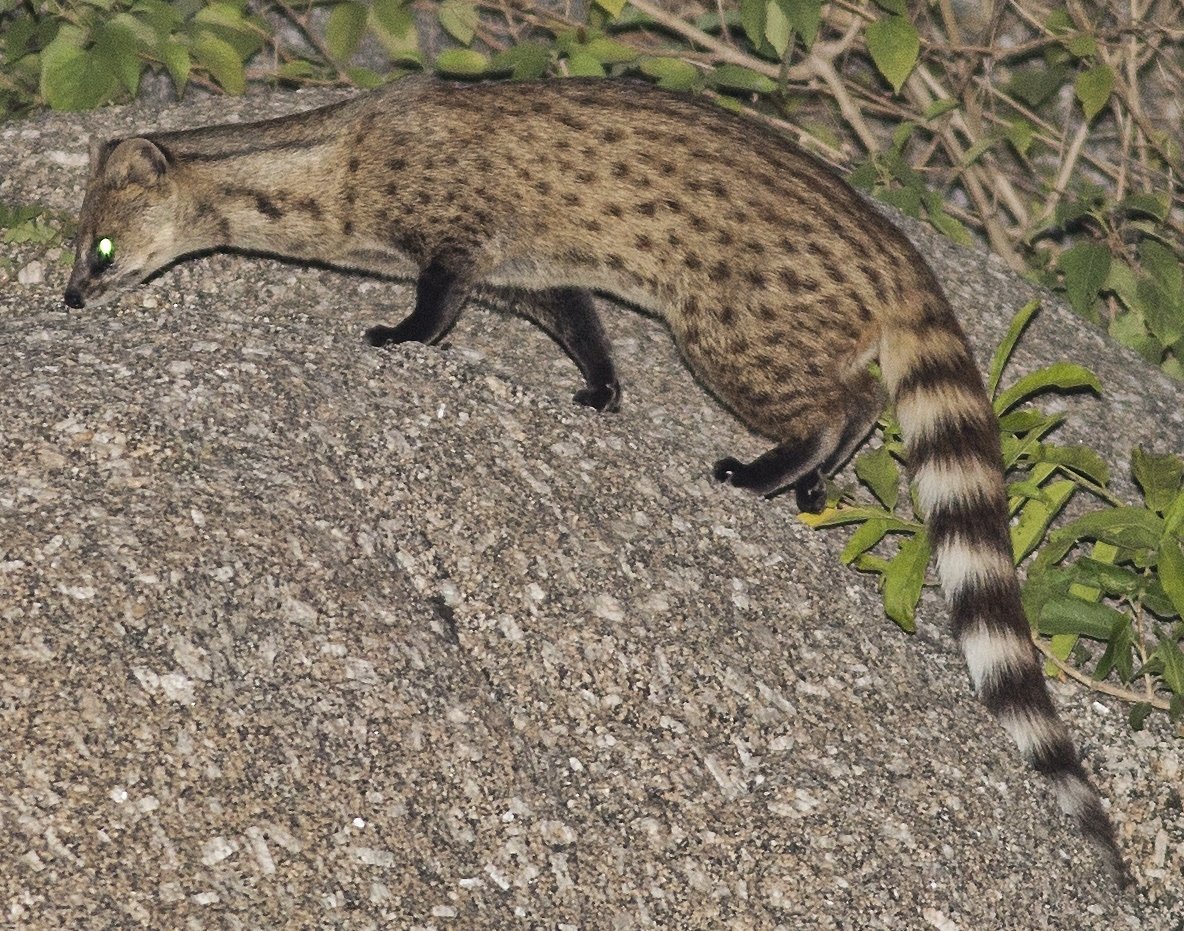 岩で歩く斑紋と縞尾のコジャコウネコ