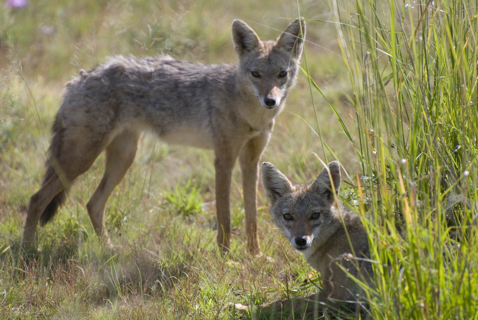草地で見つめる2頭のアフリカオオカミ