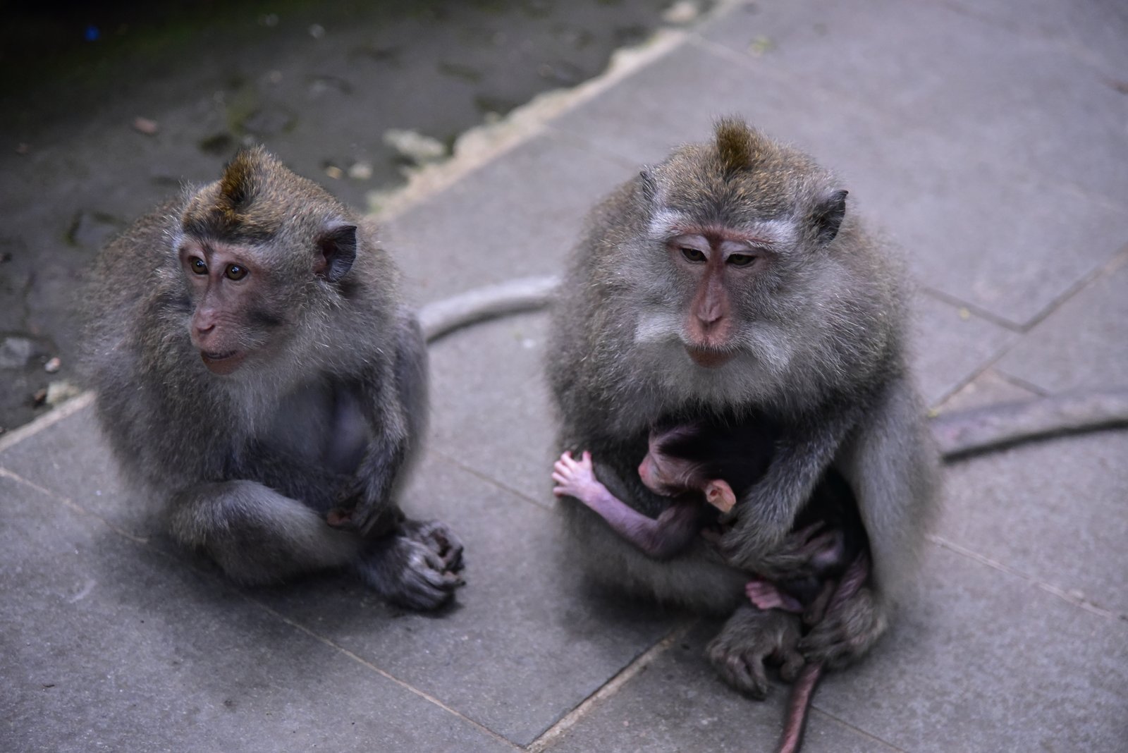 舗装路で並んで座るカニクイザルと幼獣を抱く母