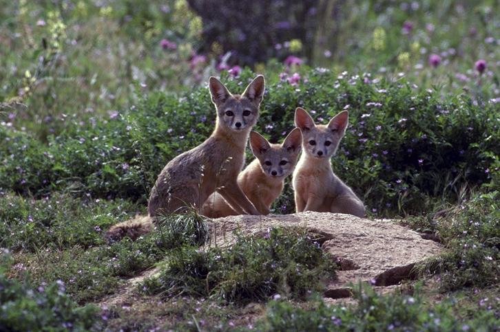 巣穴の周りに集う3頭のキットギツネの家族
