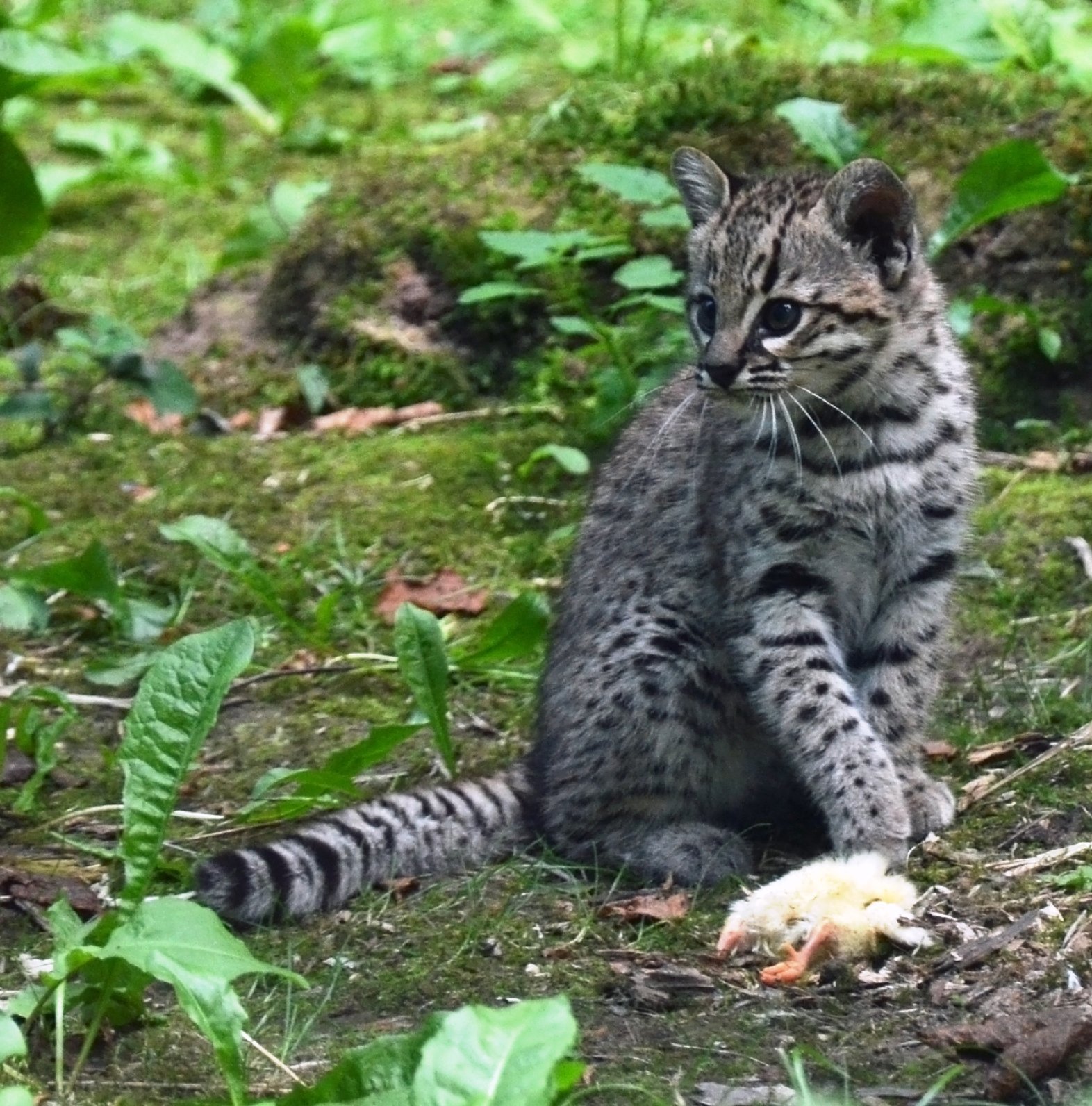 草地で雛の獲物と座るジョフロイキャット仔