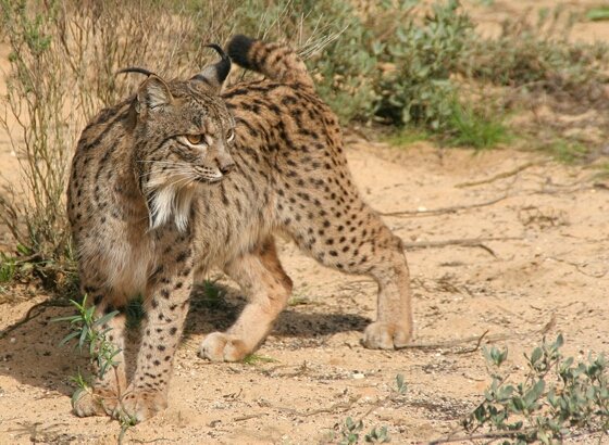 砂地を歩く斑模様のスペインオオヤマネコの側面