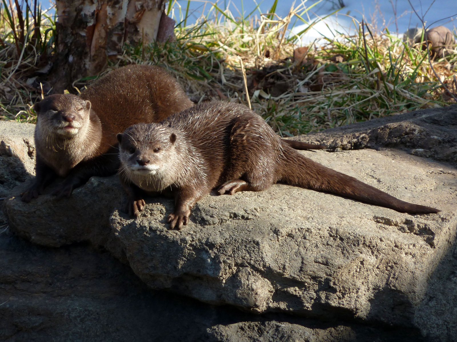 岩の上でくつろぐ2頭のコツメカワウソ