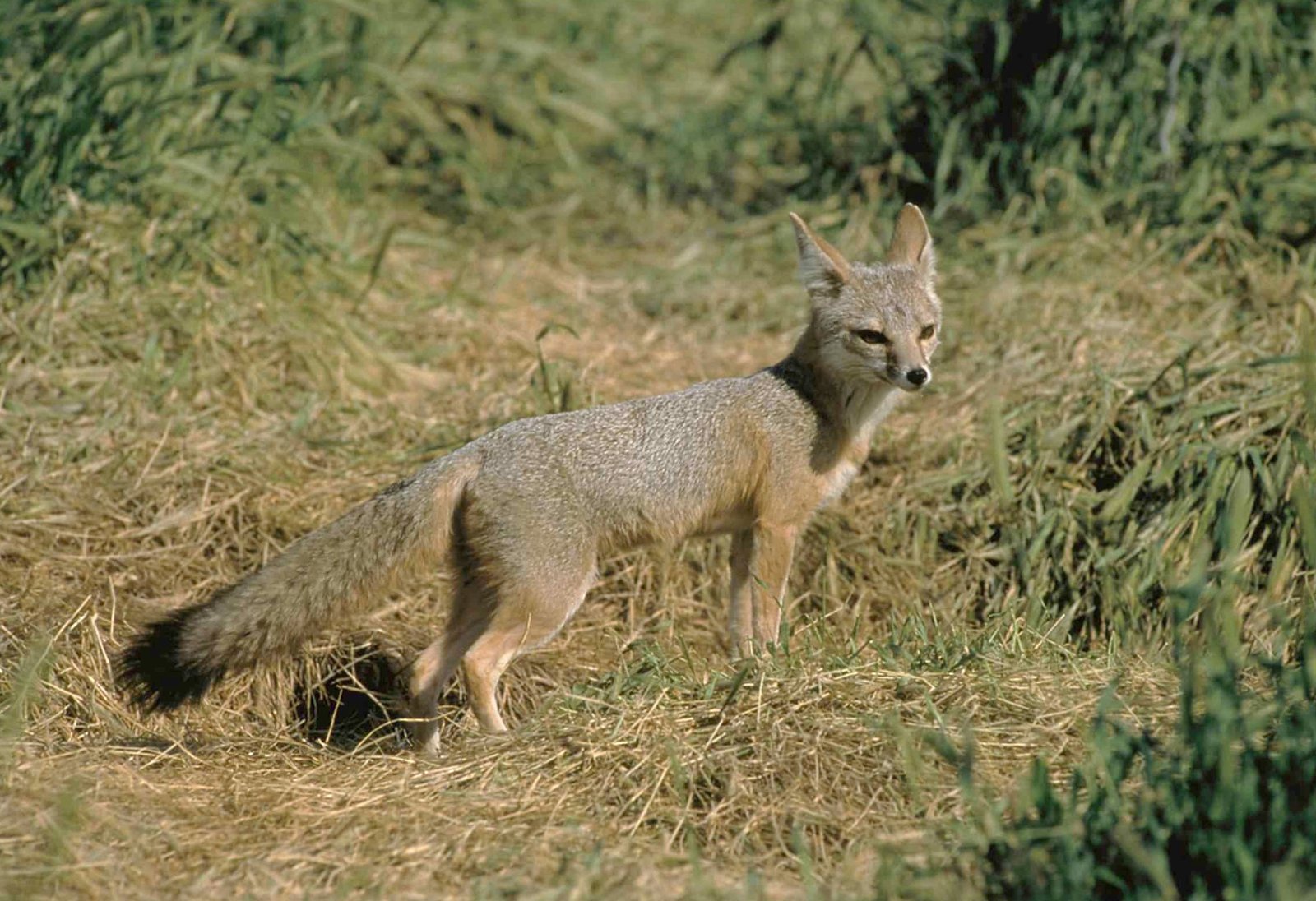草地に立つキットギツネの側面