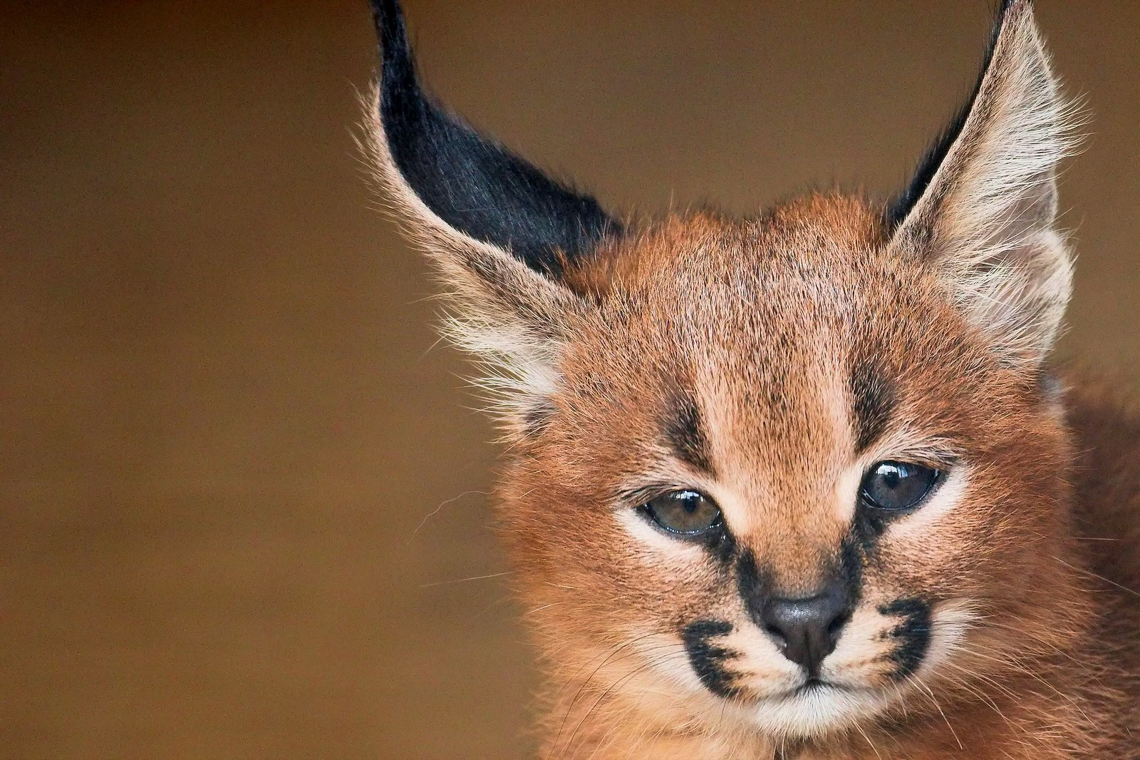 黒く長い耳を持つカラカルの幼獣