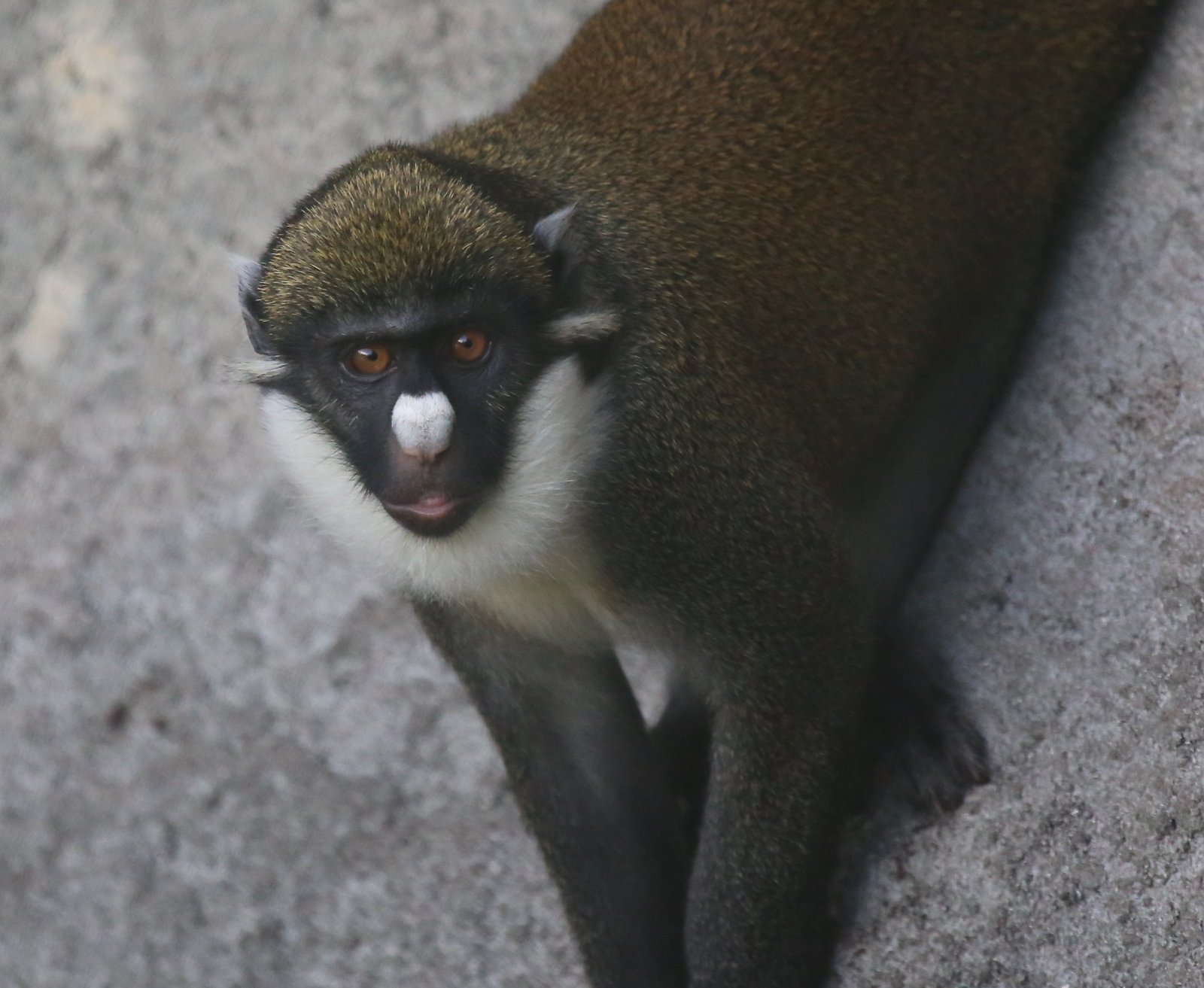 白い鼻のショウハナジログエノン