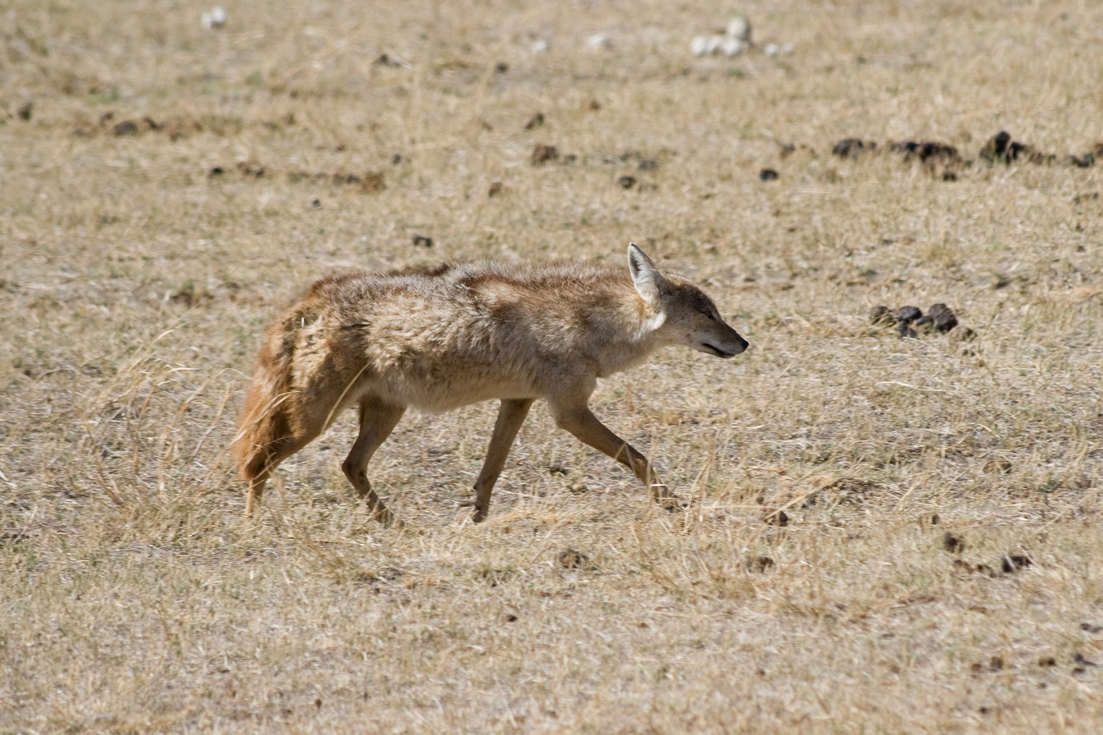 草原を軽快に歩くアフリカオオカミ