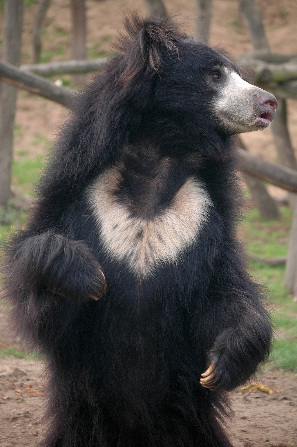 2足で立つ白胸のナマケグマの側面