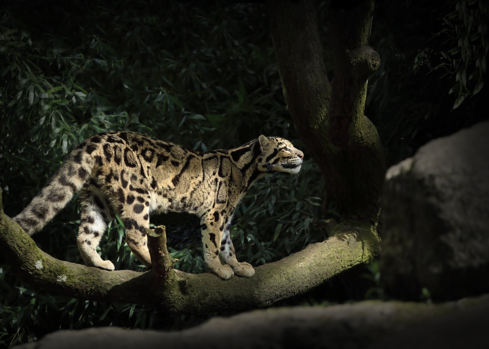 夜の森で木の枝を歩くウンピョウ