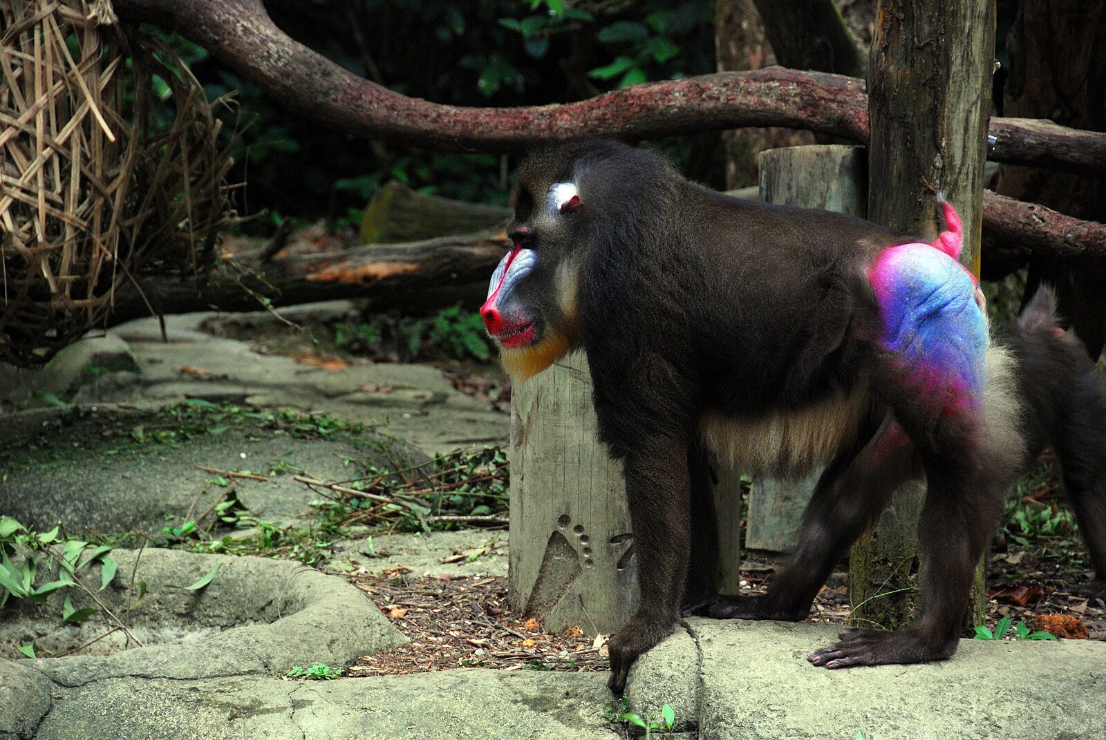 丸太上で青赤の臀部を見せる雄マンドリル