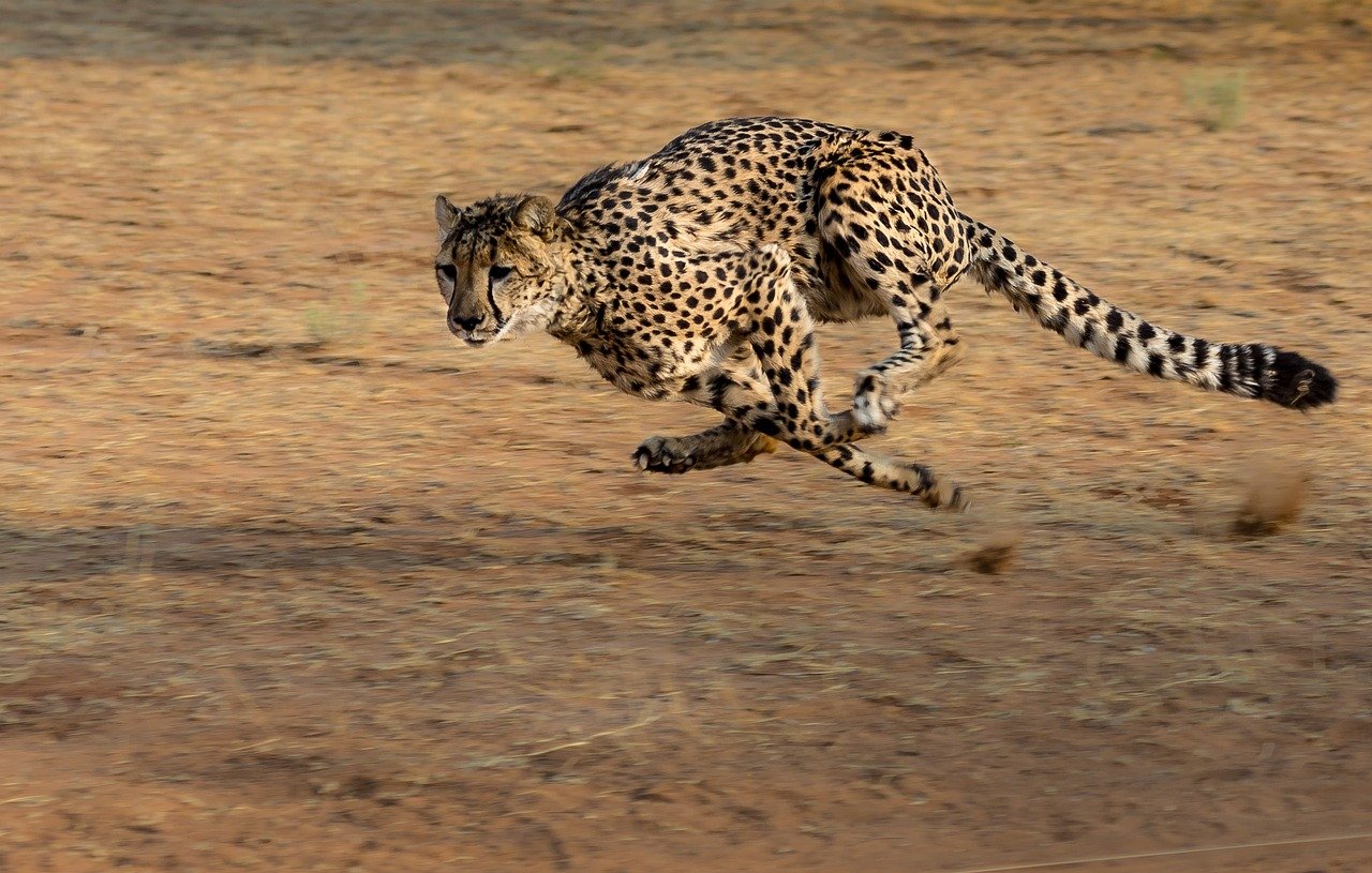 赤土の大地で全力疾走する成獣チーター