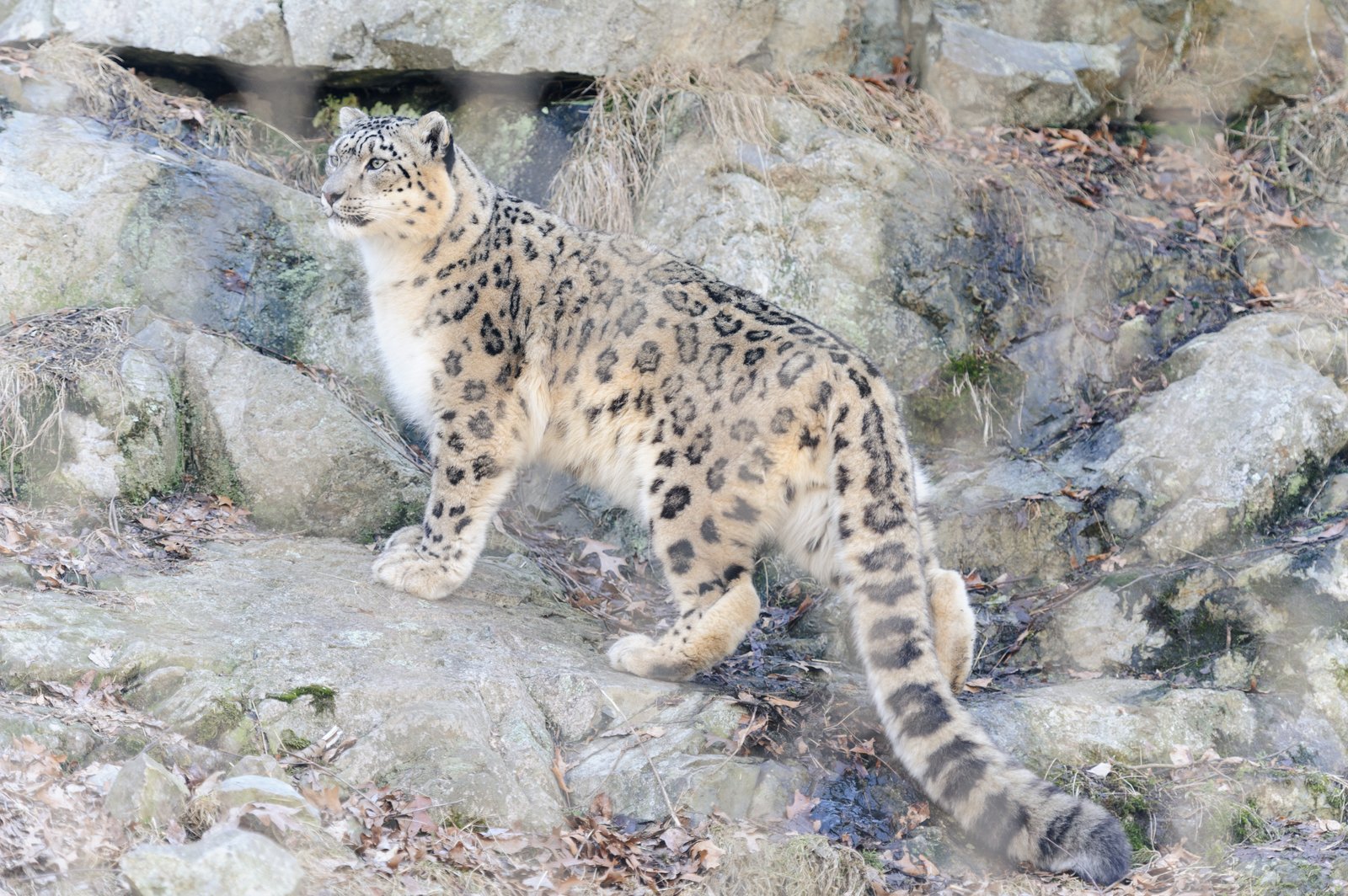 岩場の斜面を歩くユキヒョウ