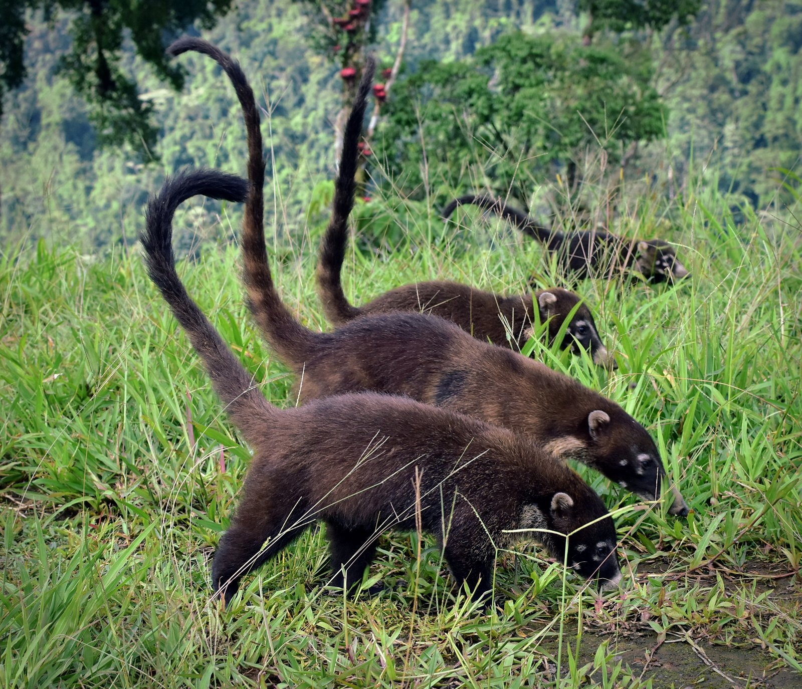 草地で尾を立てる2頭のハナジロハナグマ