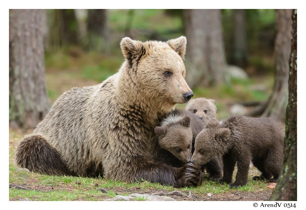 森で3頭の仔グマと寄り添うヒグマの母