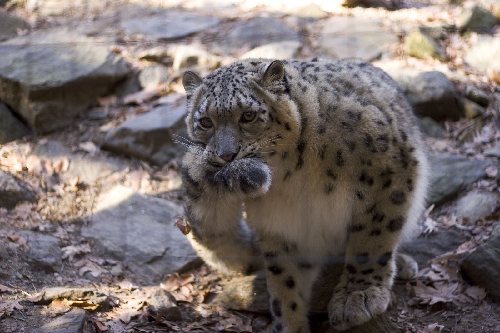 岩場で前足を口に当てるユキヒョウ