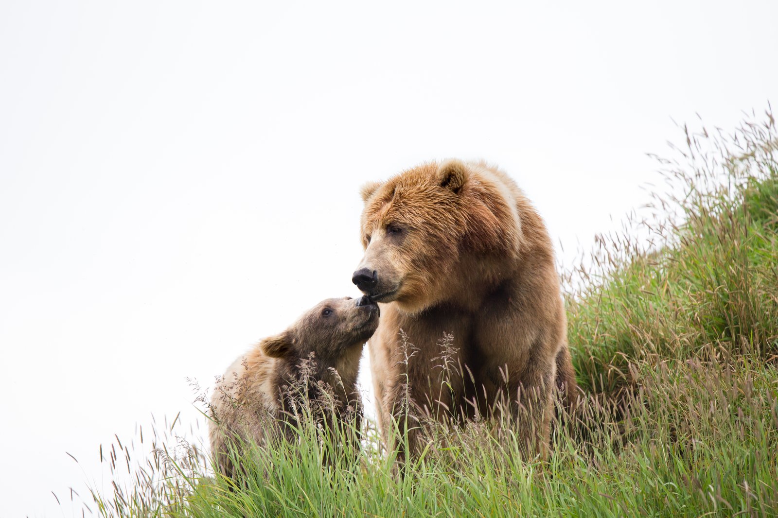 草地で仔と鼻先を寄せるヒグマの母