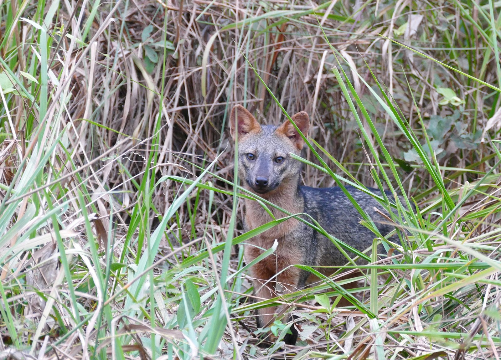 草地に隠れるカニクイイヌの幼獣