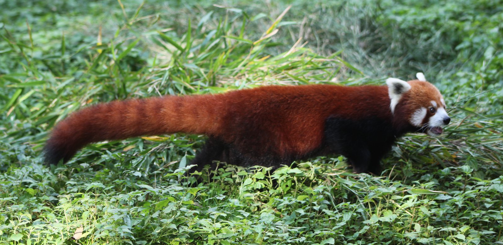 草地を歩くレッサーパンダの長尾と全身の側面