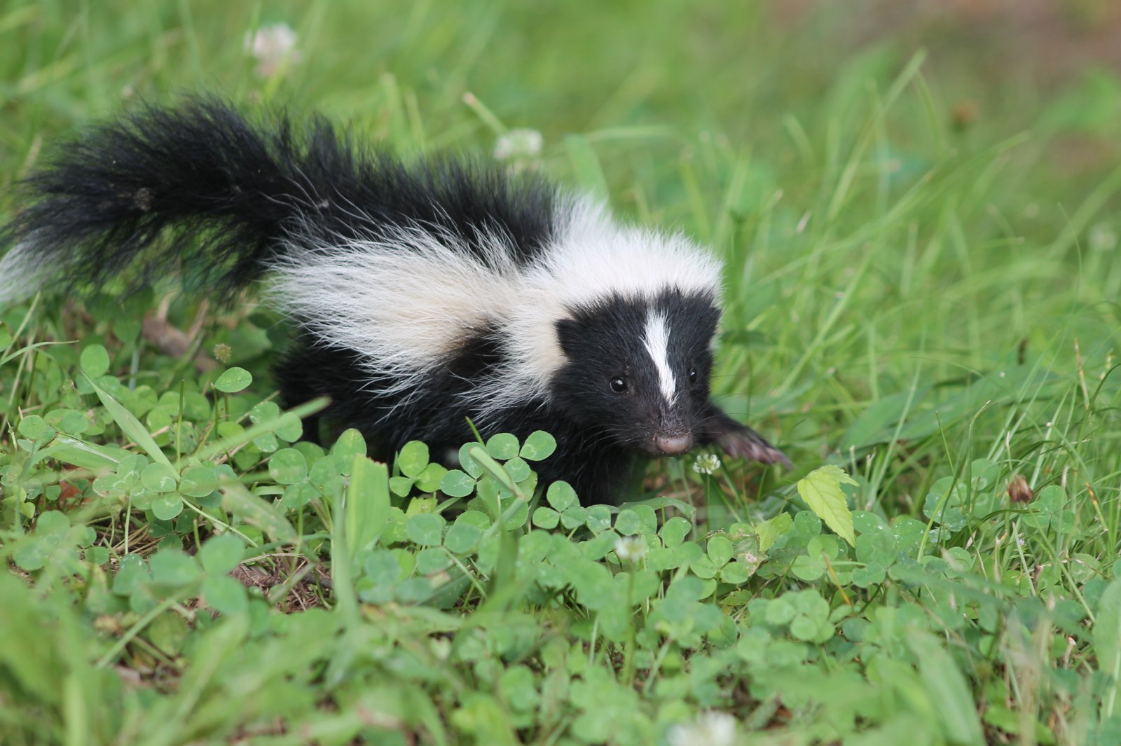 クローバー地に立つシマスカンクの幼獣