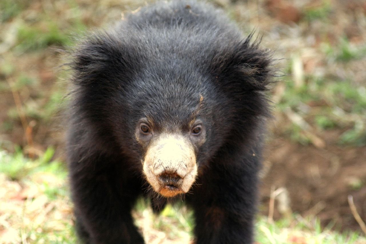 草地で正面を向くナマケグマ仔の顔接写