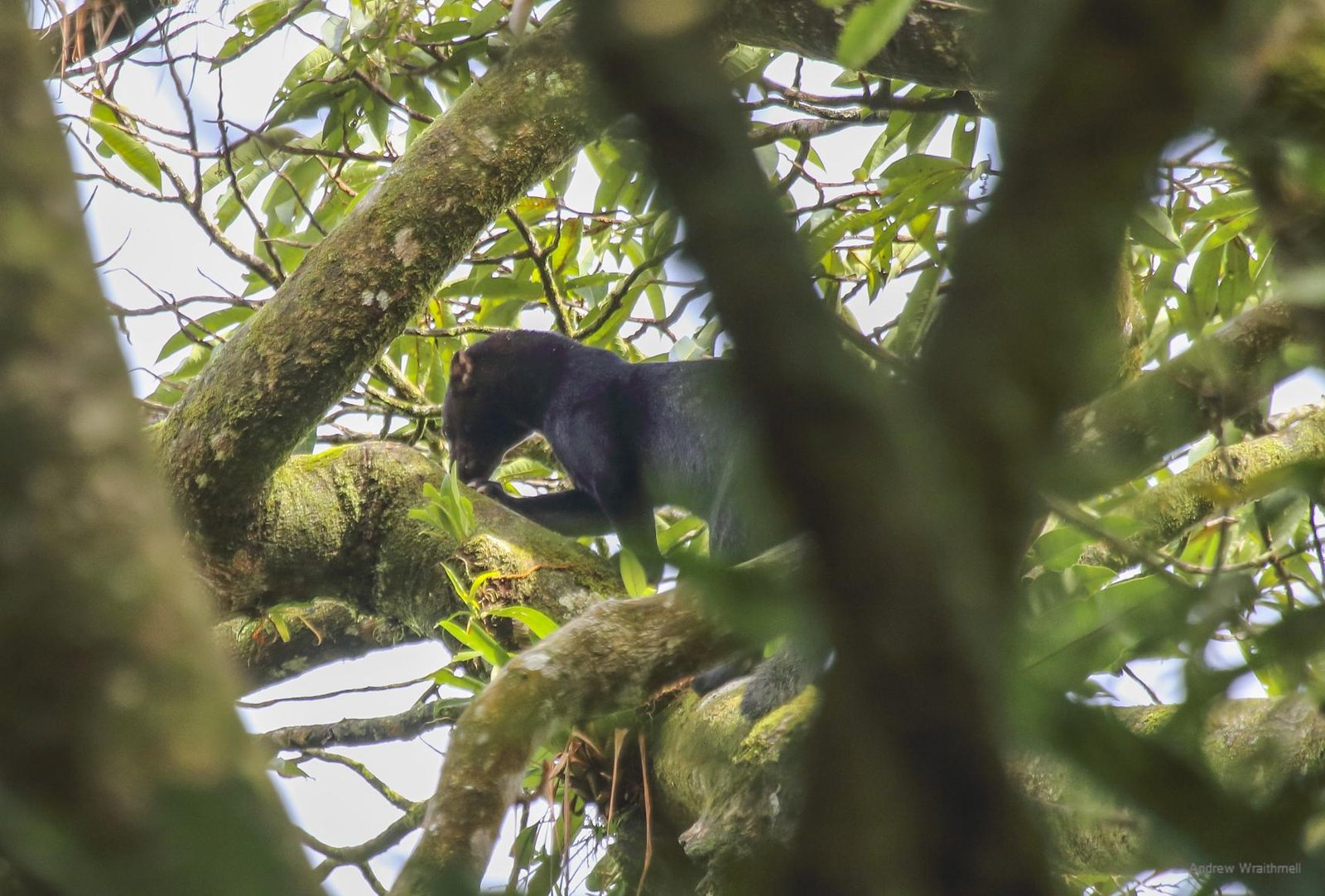 緑樹冠の枝で動く黒毛のタイラの側面