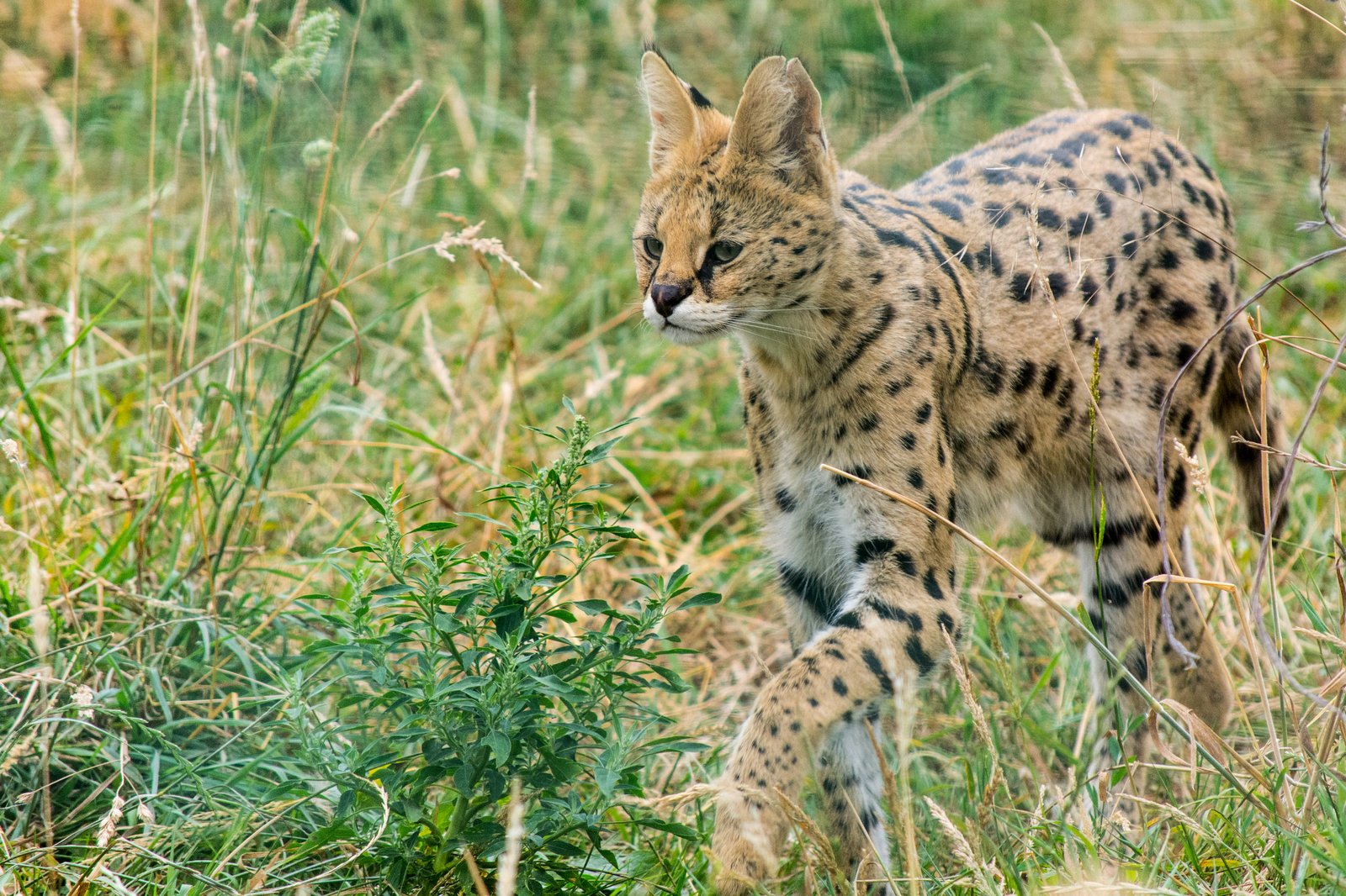 草地を歩く斑紋のサーバルの幼獣