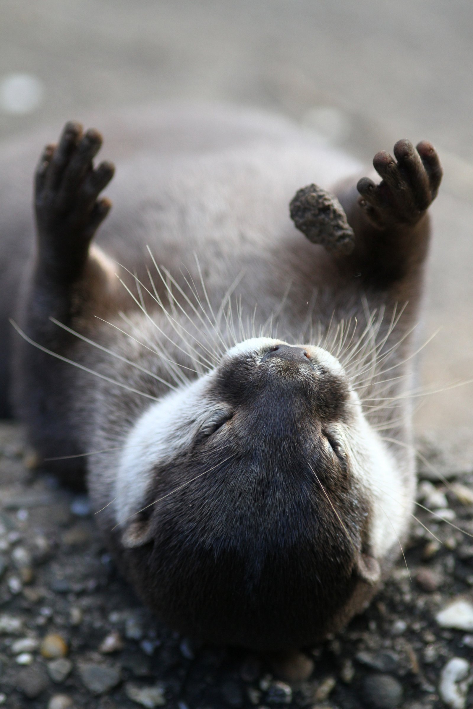仰向けで爪を見せるコツメカワウソ